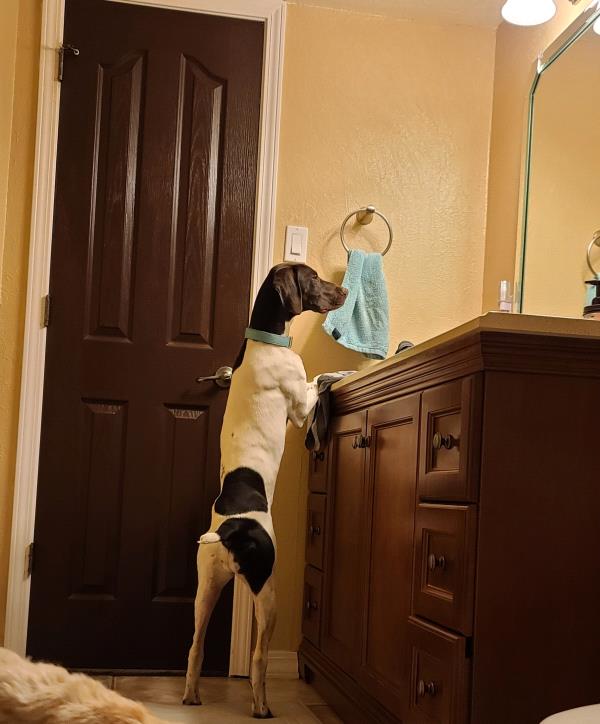 /Images/uploads/Southeast German Shorthaired Pointer Rescue/segspcalendarcontest/entries/31116thumb.jpg